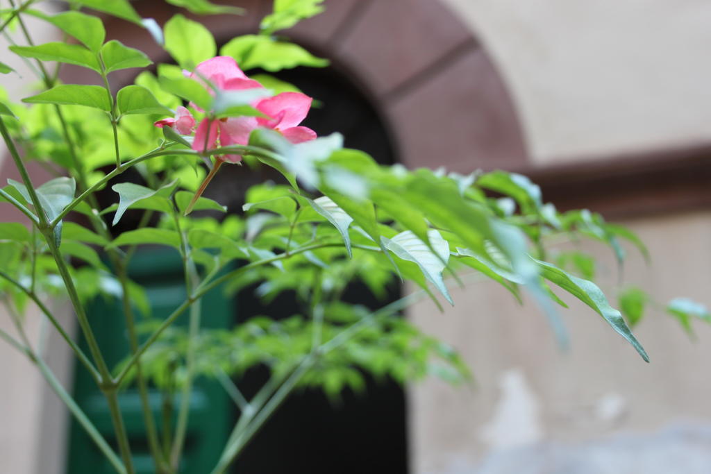Abaco Bed & Breakfast Rome Luaran gambar